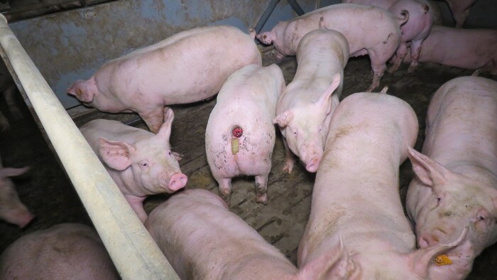 Die Schweine haben große Beulen...