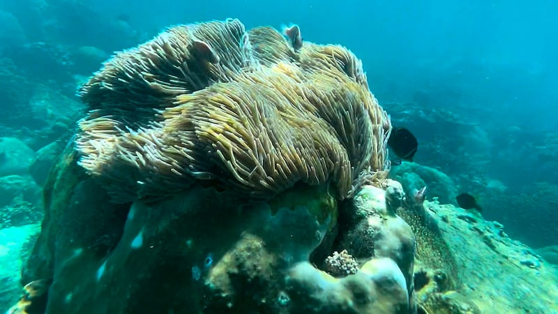 Off the coast of Vietnam, diving to the coral reefs has already been banned in some places. (Bild: APA/AFP/Quang DUC)