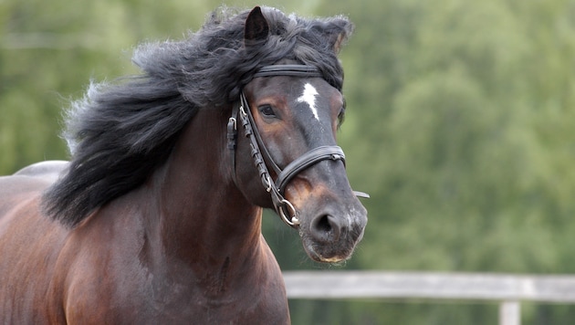 "Horses have been judged poorly and unfairly for years," is one of the points of criticism. (Bild: stock.adobe.com/hosphotos.de)