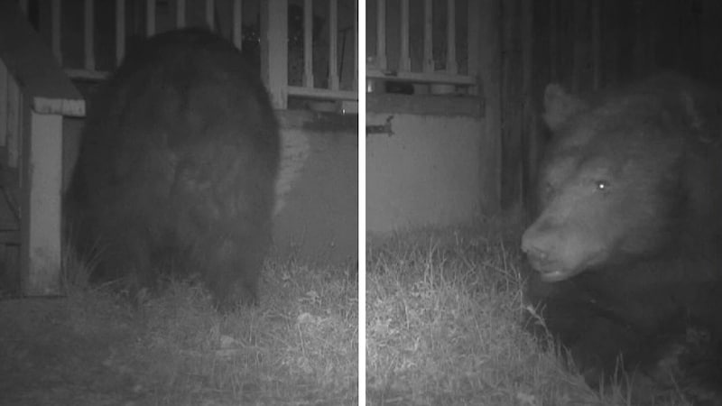 Hier verlässt der Schwarzbär seine neue „Höhle“ – einen Kriechkeller unter einem Haus in Kalifornien. (Bild: kameraone)