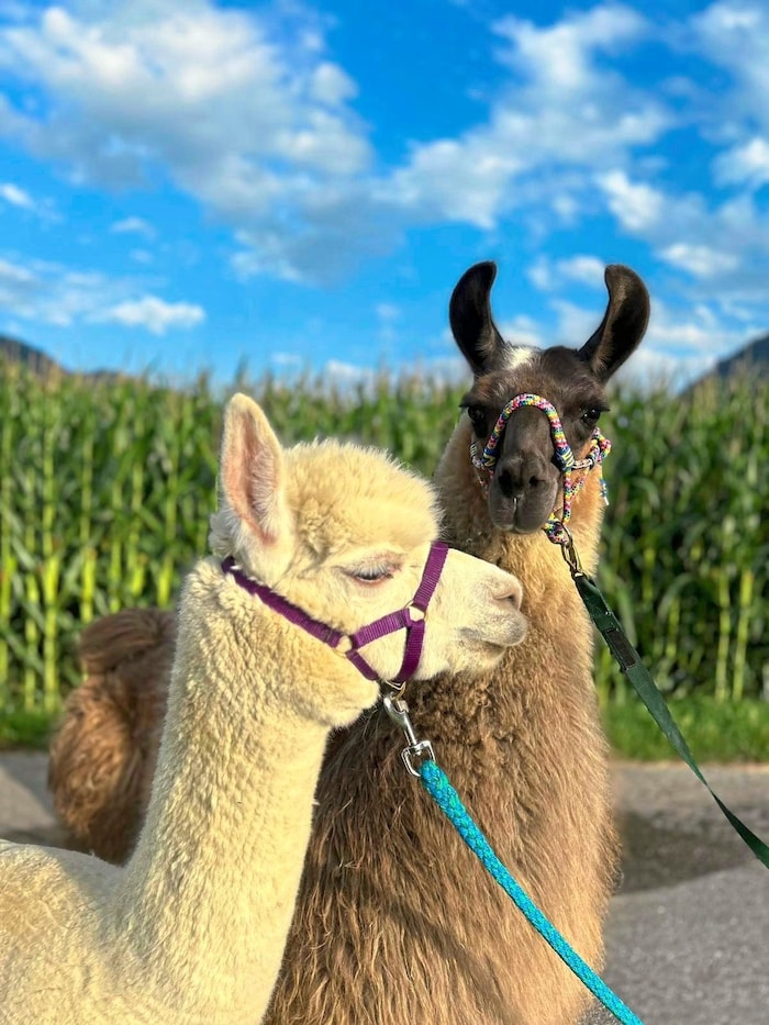 Die neugierigen Lamas gehen an der Leine.