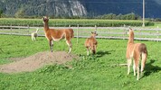 In ihrem Gehege fühlen sich die Lamas und das Alpaka wohl. Vor allem der Erdhügel hat es den ...