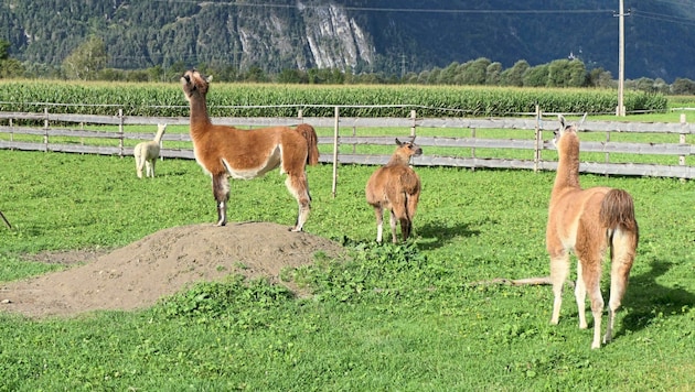 In ihrem Gehege fühlen sich die Lamas und das Alpaka wohl. Vor allem der Erdhügel hat es den Tieren angetan. (Bild: zVg)