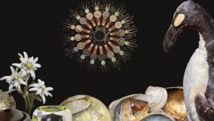 Vom Riesenalk (rechts) bis zum präparierten Edelweiss reicht die Plaette