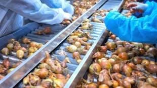 Politische Gefangene mussten in Weißrussland offenbar für wenig Geld auf einer Zwiebelfarm ...