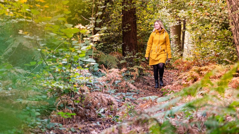 Forest bathing not only provides relaxation, but also supports the body's own defenses. (Bild: stock.adobe.com/Michelle Hebel)