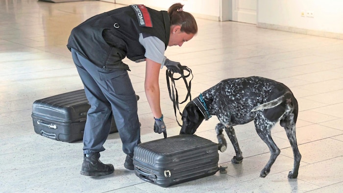 Mit ihren hoch entwickelten Nasen durchkämmen die speziell ausgebildeten Hunde Gepäck und Fracht ...