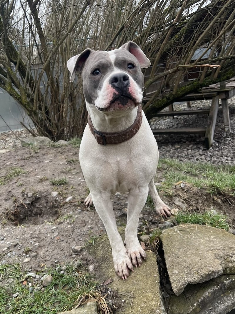 American Staffordshire Terrier Kira. (Bild: Tierschutzheim Vorarlberg)