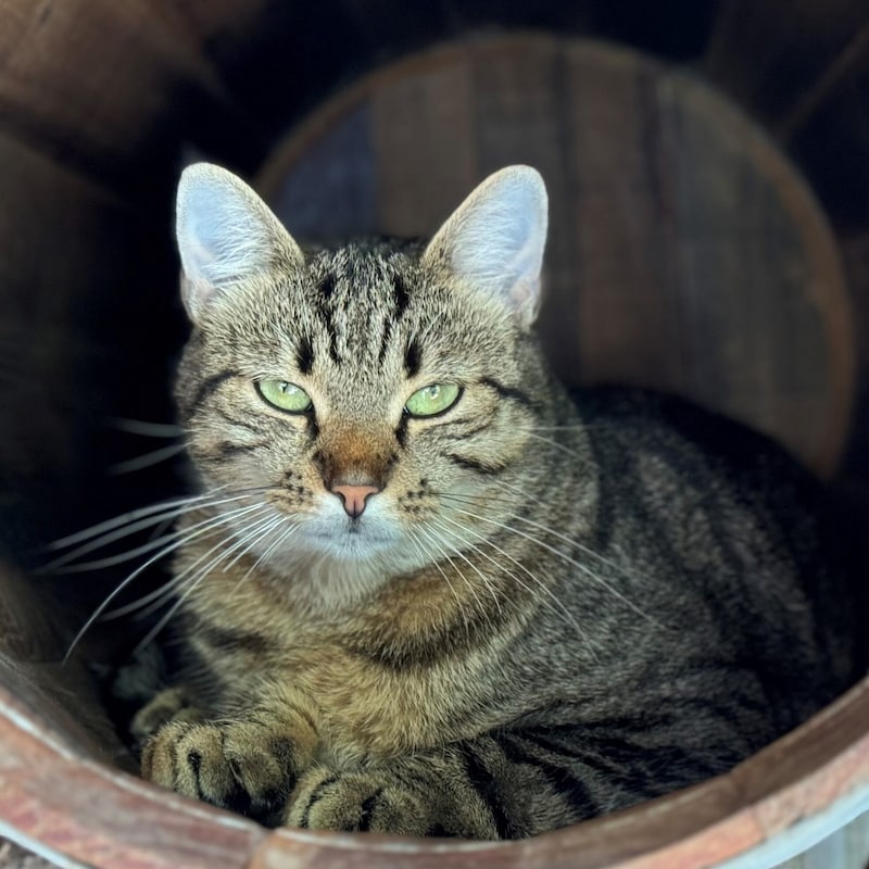 Cat lady Lina. (Bild: Tierschutzheim Vorarlberg)