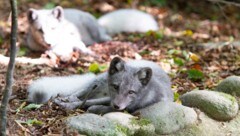 Eigentlich sind die Tiere in der Arktis heimisch (Bild: Markus Bichler/honorarfrei)