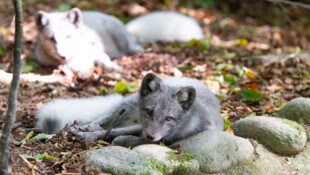 Eigentlich sind die Tiere in der Arktis heimisch