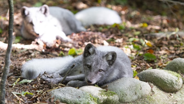 The animals are actually native to the Arctic (Bild: Markus Bichler/honorarfrei)