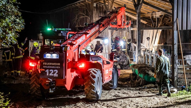 Mit dem Teleskoplader zogen Florianis aus Moosbach und Mauerkirchen das Pferd aus der Güllegrube. (Bild: Pressefoto Scharinger © Daniel Scharinger, Krone KREATIV)