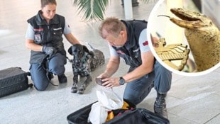 In Zusammenarbeit mit dem Wiener Tiergarten Schönbrunn werden Artenschutzspürhunde ausgebildet. (Bild: Krone KREATIV/Zwefo, Martin Jöchl)