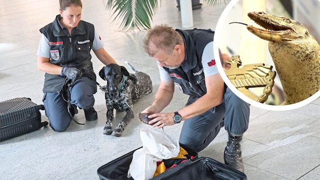 Conservation dogs are trained in cooperation with the Schönbrunn Zoo in Vienna. (Bild: Krone KREATIV/Zwefo, Martin Jöchl)