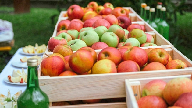 Die Vielfalt der Obstbäume wird beim Streuobstfest am Freitag, 4. Oktober, beim Dinzlschloss gezeigt. Neben Vorträgen und Produkten werden Obstsorten bestimmt. (Bild: Stadt Villach/Wernig)