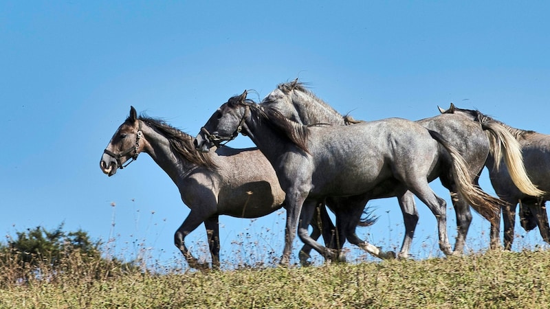 The highlight of this picturesque hike is the noble horses (Bild: Weges)