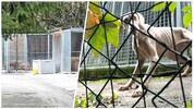Ein Tierheim im Wienerwald gerät seit Jahren immer wieder in die Kritik, nun dürfte das Maß voll ...