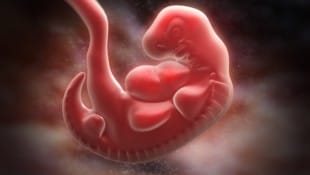 Die Entwicklung menschlicher Embryos (das Bild zeigt einen fünf Wochen alten Embryo) kann künstlich pausiert werden. (Bild: stock.adobe.com/Tatiana Shepeleva)