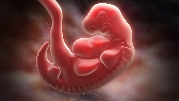 The development of human embryos (the picture shows a five-week-old embryo) can be artificially paused. (Bild: stock.adobe.com/Tatiana Shepeleva)