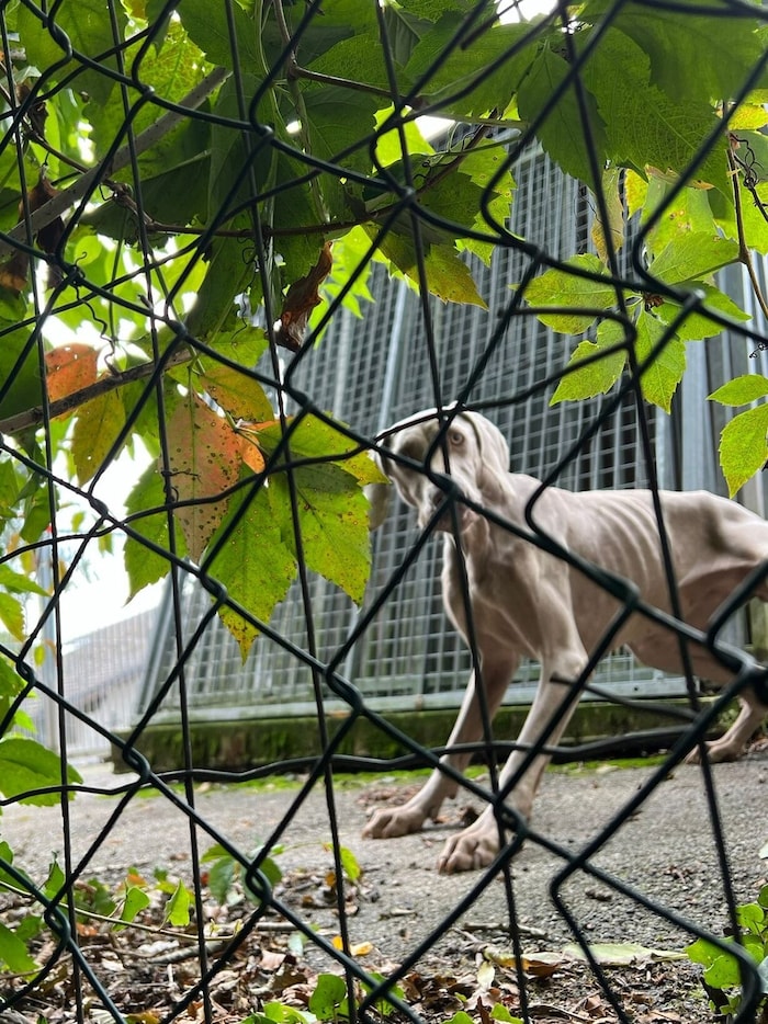 Abgemagert, zu lange Krallen – die Liste an Beanstandungen ist lang. Die Tiere haben sich aber ...