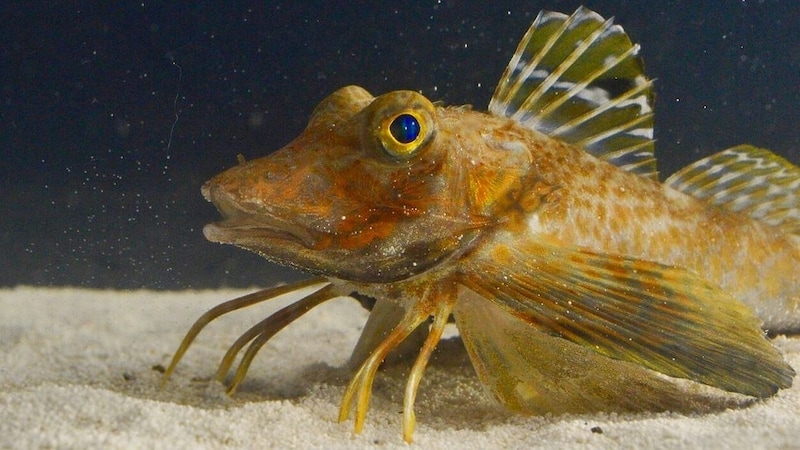 The six legs are actually extensions of the gurnards' pectoral fins. (Bild: kameraOne (Screenshot))