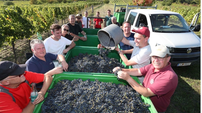 Winegrowers help together, and not just in Donnerskirchen. (Bild: Judt Reinhard)