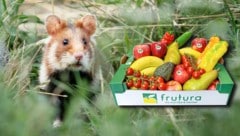 Wir verlosen 333 Obst- und Gemüseboxen vom „BeeWild“-Partner Frutura. (Bild: Krone KREATIV/Philipp Gaiko-Lizz Görgl, Frutura, stock.adobe.com)