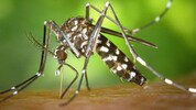 Schon kleinste Wasseransammlungen reichen der Asiatischen Tigermücke zur Vermehrung – deshalb ...