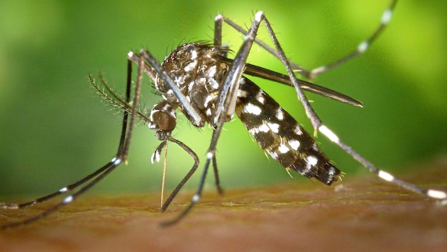 Travelers must protect themselves. Malaria and other diseases from the tropics are often not immediately recognized here. (Bild: Natur im Garten)