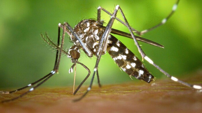 Die Tropenkrankheit wird durch einzellige Parasiten, Plasmodien, hervergerufen – diese werden ...