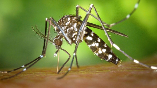 Schon kleinste Wasseransammlungen reichen der Asiatischen Tigermücke zur Vermehrung – deshalb ...