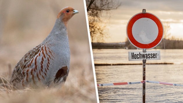 They prefer steppe-like regions - and these are mainly found in eastern Austria: 800 partridges were killed in Lower Austria alone in 2022 (Bild: Krone KREATIV/stock.adobe.com, Leopold Kanzler)