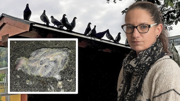 Tanja Loicht (right) no longer wants to see city pigeons suffer. (Bild: Krone KREATIV/alle Tanja Loicht)