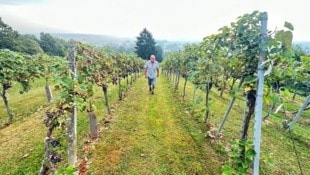 Die heimischen Weinbauern starten mit heurigen Ernte – Förderungen werden trotzdem dringend ...