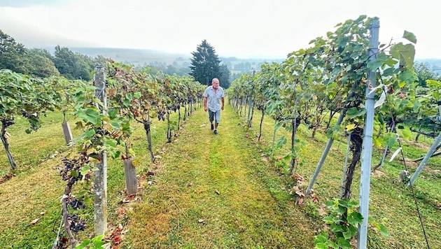Die heimischen Weinbauern starten mit heurigen Ernte – Förderungen werden trotzdem dringend ...