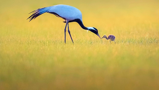 "Nurture" shows cute poultry by Liquan Sheng, also from China. (Bild: Lao_Qiang)