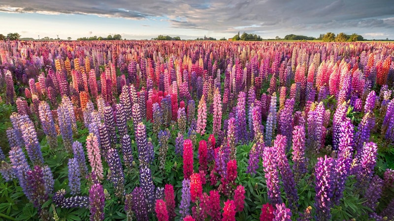 „Lupins at sunset“ – farbenprächtige Idylle von Jeroen Schouten aus den Niederlanden. (Bild: Jeroen Schouten)