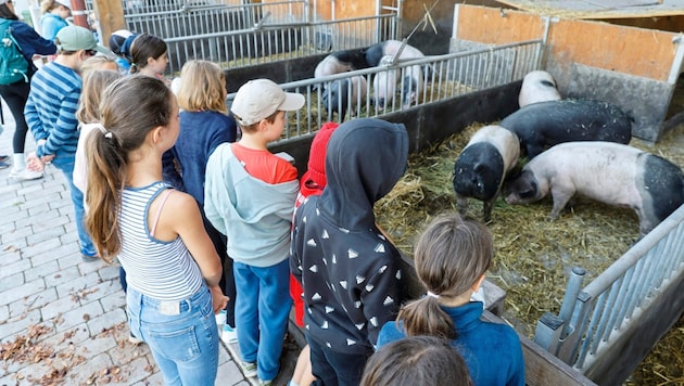 Andreas Maurer ist es ein großes Anliegen, Kinder über artgerechte Haltung und Tierwohl zu informieren. Und die Schüler saugen die Informationen neugierig auf. (Bild: Holl Reinhard/Reinhard Holl)