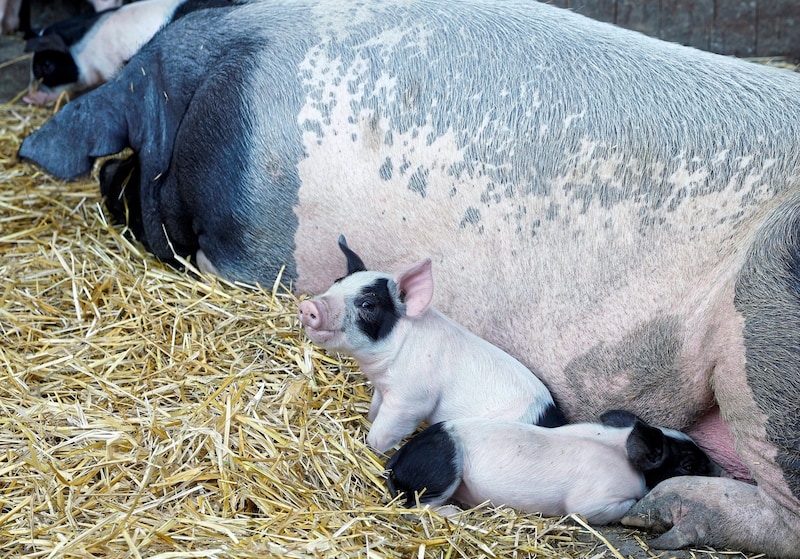 Die „Geburtenstation“ mit den kleinen Ferkeln hat es den Kindern besonders angetan. (Bild: Holl Reinhard/Reinhard Holl)