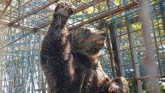 „Mitko“ wurde kurz vor der anstehenden Rettung vom Besitzer eingeschläfert. (Bild: © FOUR PAWS)