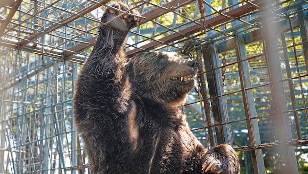 "Mitko" was euthanized by the owner shortly before he was due to be rescued. (Bild: © FOUR PAWS)