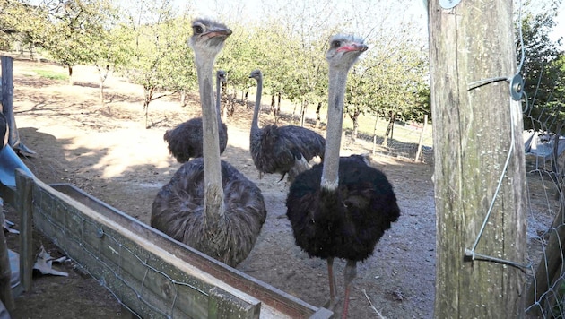 The officially ordered evacuation of the ostrich farm near Mattersburg should be completed today, Monday. (Bild: Reinhard Judt)