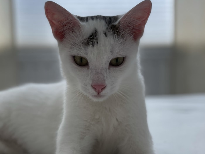 Pippa