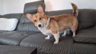 Mia wird vermisst. Vielleicht kann jemand helfen?