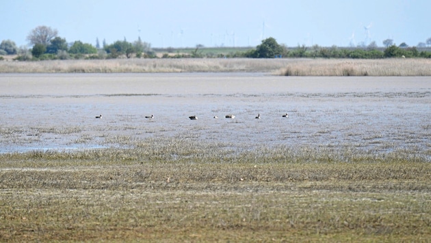 The "Life Pannonic Salt" project will run until 2028. 9 million euros will come from the EU, with a further 3 million from the state, federal government and project partners. (Bild: Huber Patrick)