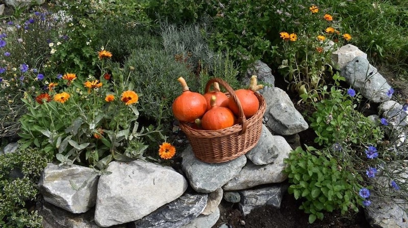 The first crops have already been harvested. (Bild: Gemeinde Virgen)