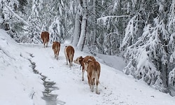 Der Schnee verkürzte die Saison. Der Großteil der Tiere ist bereits im Tal.