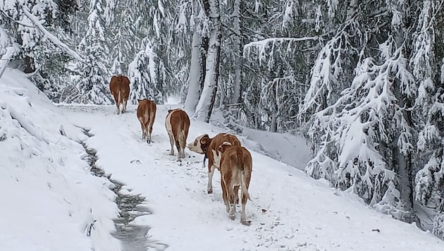 The snow shortened the season. Most of the animals are already in the valley. (Bild: Elisa Aschbacher)