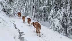 Der Schnee verkürzte die Saison. Der Großteil der Tiere ist bereits im Tal. (Bild: Elisa Aschbacher)